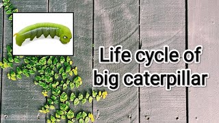 Life cycle of big green caterpillar 🐛🐛 [upl. by Sheng]