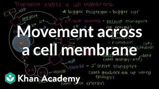 How do things move across a cell membrane  Cells  MCAT  Khan Academy [upl. by Tulley]