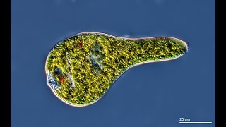 Euglena sp [upl. by Mulderig]