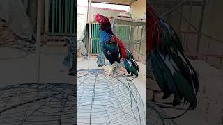 Riddick pure Mianwali Aseel petvlog007 [upl. by Golding]