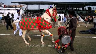 Horse dancing to the rhythm of dhol Only in India [upl. by Yenetruoc]