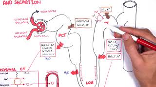 Nephrology  Physiology Reabsorption and Secretion [upl. by Massimo]