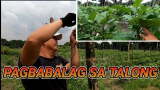 TRABAHO SA TALUNGAN  PAGLALAGAY NG MATIBAY NA BALAG SA TALONG [upl. by Atiker224]