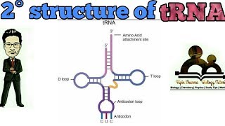 Secondary structure of tRNAClover leaf model for NEET AIIMS JIPMER etc [upl. by Atinwahs9]