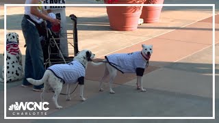 Clear the Shelters 2024  Finding furever homes with the Charlotte Knights [upl. by Latouche]