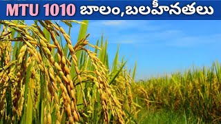 MTU 1010 పూర్తి వివరాలు  MTU 1010 Paddy seeds  rice cultivation  agri mentor [upl. by Ecnarepmet]