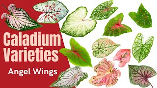 Caladium Varieties  Over 100 Angel Wings with MOODY BLOOMS [upl. by Bastian]