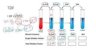 Determining the Total Dilution Factor [upl. by Ztnahc480]