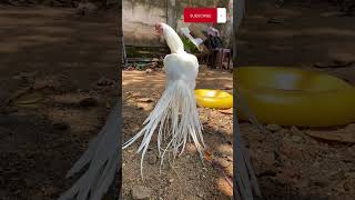 Parrot beak longtail Animals Birds subscribe now shorts viral trending youtubeshorts [upl. by Eglantine]