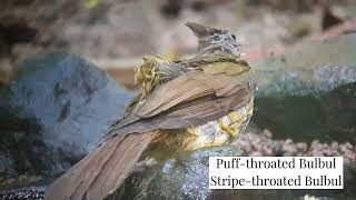 6 species of Bulbul in Cambodia  Birds  Nature  Wildlife  Cambodia [upl. by Eenet277]