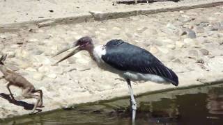 maribu kills springbok at madrid zoo [upl. by Silvain]