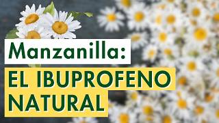 ¿Qué Pasa En Tu Cuerpo Cuando Consumes MANZANILLA [upl. by Eillo]