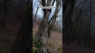 Z nitra listopadového lesa po jeho okraj 🌳 les druhy forest types krivoklatsko [upl. by Hsreh31]