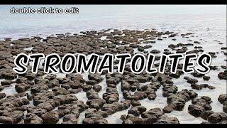 Stromatolites  An evidence of past life [upl. by Carlita110]