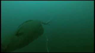 Halibut Strike 3  Filmed Underwater with GoPro Camera [upl. by Petronella651]