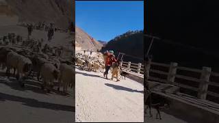 Tadha Dadaa Par paschim nepal tulpurja raratrip kalikot travel fypシ゚viral tranding shorts [upl. by Laurel]