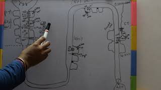 REABSORPTION OF SODIUM IN NEPHRON [upl. by Eenahpets]