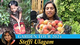 Steffi Ulagam Garden Tour 2024  Harvesting Fruits from our Home Garden  Garden Vlog in Tamil [upl. by Calista954]