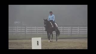 Western Dressage Intro Test 1  675 91623 [upl. by Akelahs]