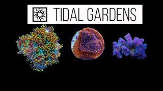 Coral Unboxing From Tidal Gardens [upl. by Oicnerolf]