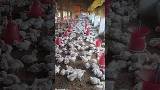 Day 18 Poultry farm farmer poultry chicken broiler reels video farmer karnataka animals [upl. by So]