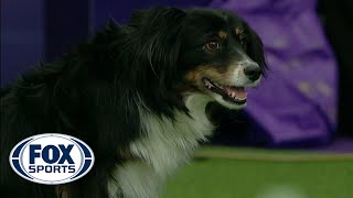 Check out the best of the 2019 WKC Masters Agility Championship  FOX SPORTS [upl. by Harrod]