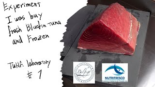 I was buy fresh Bluefin tuna and Frozen quotTUNA laboratory 1quot [upl. by Erdda889]