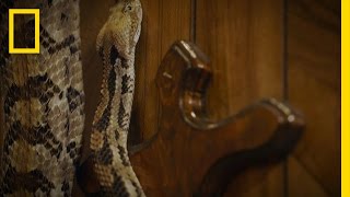 Massive Timber Rattler  Snake Salvation [upl. by Einor425]