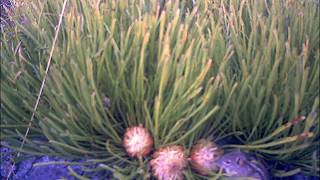 Striped Mouse pollinating Ground Protea flowers [upl. by Eldnik]