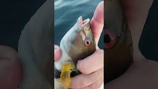 Caught a Rock Wrasse Fishing from the Boat werftv catchsurf [upl. by Halas]