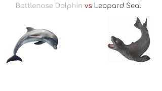 Bottlenose Dolphin vs Leopard Seal 2018 [upl. by Korff]