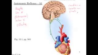 Autonomic Reflexes [upl. by Rosmarin277]