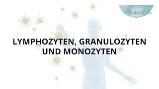 Leukozyten Granulozyten und Monozyten I Immunsystem I Vitalstoffe I ENSIGN OHG [upl. by Truk]