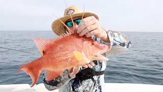 HOGFISH Fishing Offshore Tampa Bay Florida  Grouper EPIC DAY [upl. by Ellenwahs]