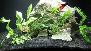 10Gallon Betta splendens Aquascape without CO2 53024 [upl. by Enairda]