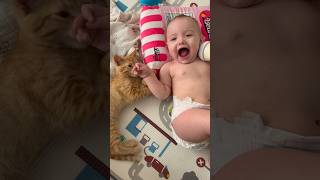 When a tiger invades your playpen baby kitten battleroyale [upl. by Frasquito811]