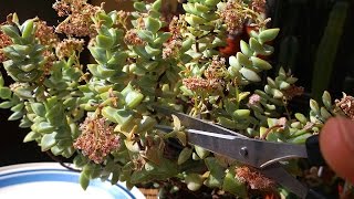 How to Deadhead Succulent Plants  Crassula [upl. by Nnairda]