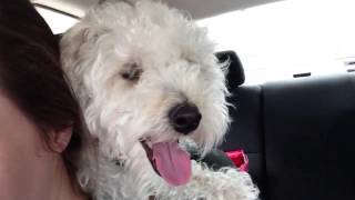 Barney The Schnoodle How To Ride In The Car [upl. by Buroker956]