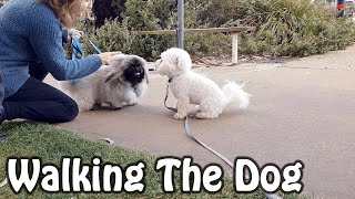 OSFT VLog  August 1st 2020  Taking Our Pekingese Dog Riki Walking At Blackmans Bay Beach [upl. by Ecyt]