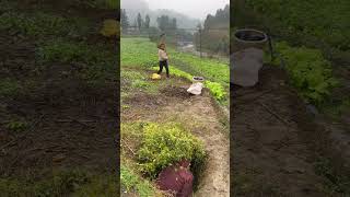 See who has the quickest reaction Funny Rural life I never expected it I will laugh every ti [upl. by Kacerek885]