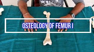 Osteology of femur II Side side determination  Anatomical Position  Attachments  Applied [upl. by Cartan]