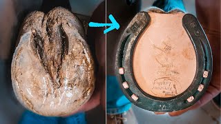 PAINFUL HORSE HOOF  Satisfying Therapeutic HORSESHOEING  Farrier [upl. by Trautman]