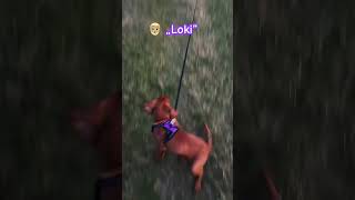 Training our vizsla puppy to come [upl. by Ssur]