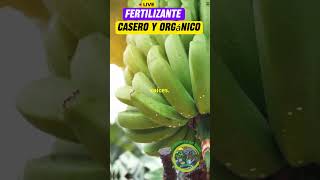 fertilizante Casero y Orgánico jardineríaencasa fertilizantesnaturales [upl. by Parry29]