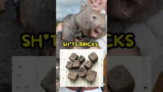 Wombat’s Literally Sht Bricks😭 [upl. by Wheelwright229]