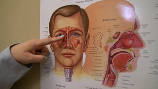 Nasal Endoscopy Procedure [upl. by Papagena581]