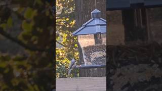 Chickadees quick visits to the feeder [upl. by Anaela245]