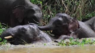 Encounters with Pygmy Elephants in Borneo  Kinabatangan River [upl. by Latnahs]