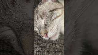 Siamese cat with mild bronchitis snoring sound  Is this calicivirus upper respiratory infection [upl. by Verile159]