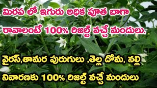 మిరప లో అధిక పూత  Dhanuka Lustre use in Chilli crop TeluguFlusilazole 125  Carbendazim 25SC [upl. by Nugent]